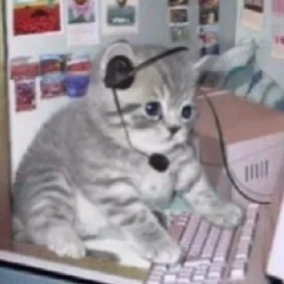 🙀 emoji Имбовые котики @stikirstipo Telegram sticker 15 of 55