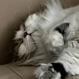 🍀 emoji я фанатка котика Лакки Telegram sticker 5 of 15