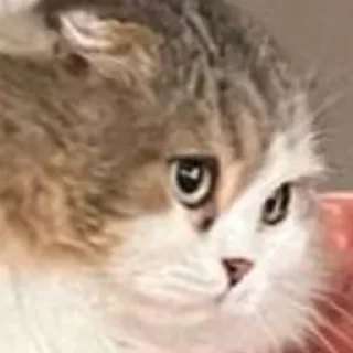 🍀 emoji я фанатка котика Лакки Telegram sticker 4 of 15