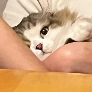🍀 emoji я фанатка котика Лакки Telegram sticker 6 of 15