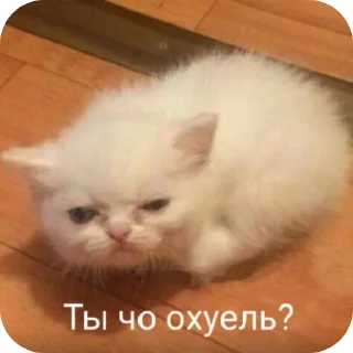 🐱 emoji YaniksSB Telegram sticker 23 of 39