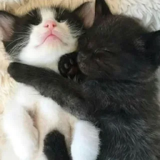 ❤ emoji kittens* Telegram sticker 13 of 93