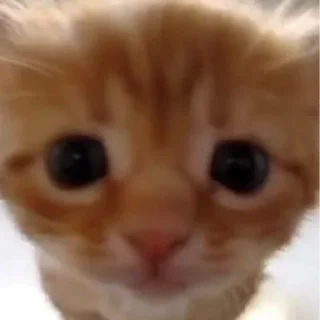😊 emoji Котята Telegram sticker 9 of 33