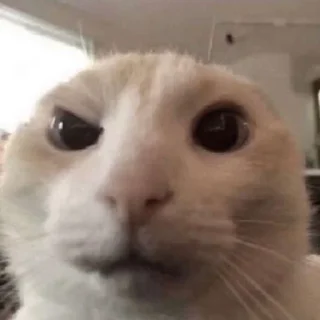 😳 emoji Котята Telegram sticker 13 of 33