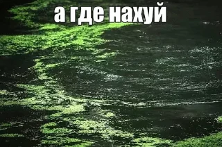 Sticker from лак, по старому 🐳