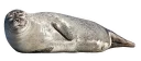 Sticker from ТюЛень