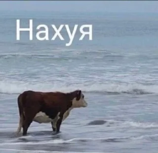 Sticker from ёбаный рот этого казино
