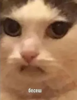 😡 emoji Белый пушистик Telegram sticker 7 of 87