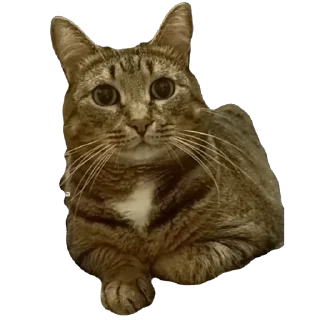 🫥 emoji вася Telegram sticker 7 of 55