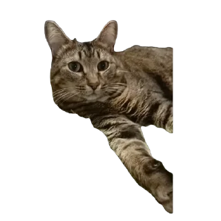 🫥 emoji вася Telegram sticker 21 of 55