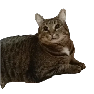🫥 emoji вася Telegram sticker 9 of 55