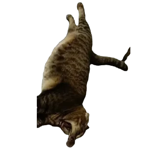 🫥 emoji вася Telegram sticker 13 of 55