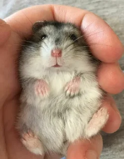 🐹 emoji Hamster Telegram sticker 13 of 60