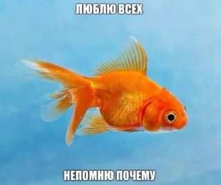 Sticker from Да вы поахуевали бляди
