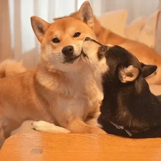 💋 emoji Милі Песики Telegram sticker 5 of 119