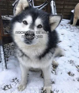 😃 emoji токсичные пикчи Telegram sticker 13 of 25