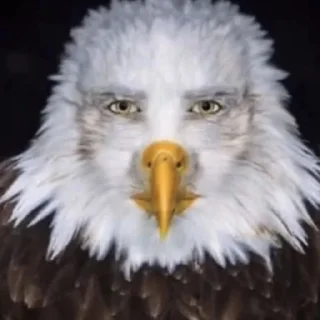 🦅 emoji май реакшн Telegram sticker 18 of 22