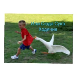 Sticker from Гуси топчик