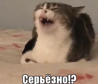 🥴 emoji Кошка Telegram sticker 18 of 62