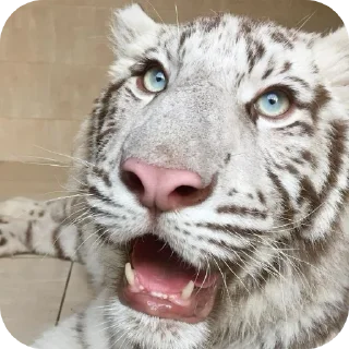 🐱 emoji тигр🐯 Telegram sticker 18 of 32