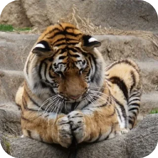 🐾 emoji тигр🐯 Telegram sticker 24 of 32