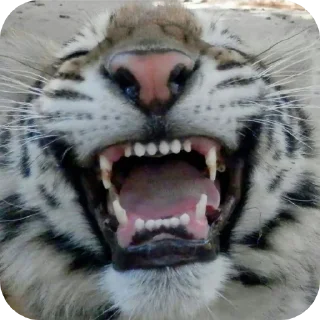👄 emoji тигр🐯 Telegram sticker 9 of 32