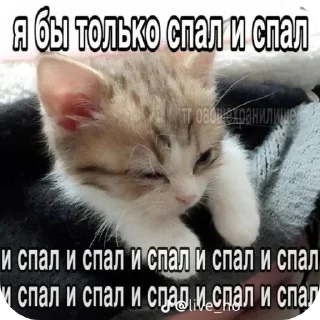 Sticker from Эщкере