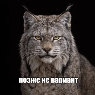 🌟 emoji Дикие кошки | marty Telegram sticker 10 of 20