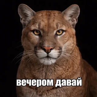 🌟 emoji Дикие кошки | marty Telegram sticker 6 of 20