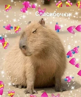 💜 emoji Капибара 💋💋 Telegram sticker 10 of 30