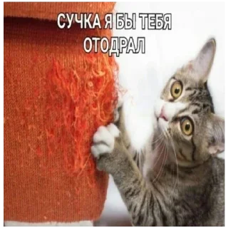 🤓 emoji цмх мой отчим:: Telegram sticker 13 of 49