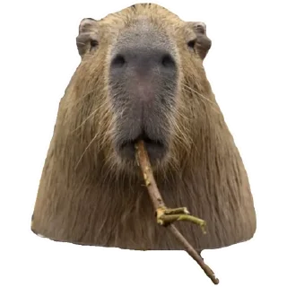 💚 emoji Капибара Telegram sticker 16 of 30