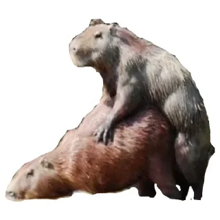 💚 emoji Капибара Telegram sticker 2 of 30