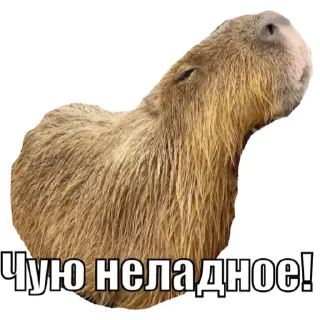 💚 emoji Капибара Telegram sticker 1 of 30