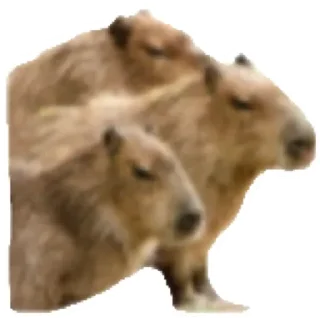💚 emoji Капибара Telegram sticker 22 of 30