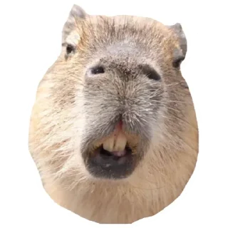 💚 emoji Капибара Telegram sticker 9 of 30