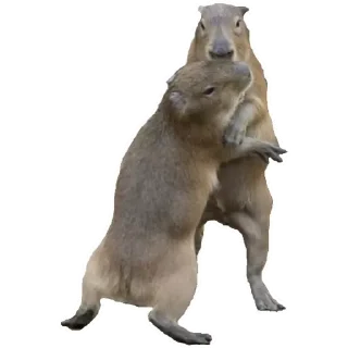 💚 emoji Капибара Telegram sticker 17 of 30