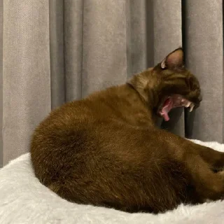 😂 emoji Aphex Cat Telegram sticker 13 of 39