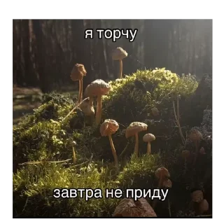 🫥 emoji наколенипадла Telegram sticker 18 of 53