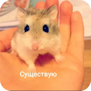 Sticker from Мемы хомячка)