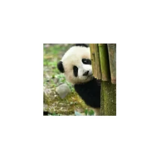 😄 emoji Мишка панда Telegram sticker 6 of 8