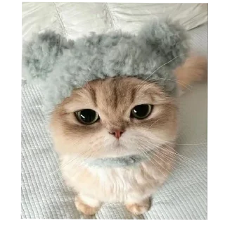 🐱 emoji львы Telegram sticker 15 of 56