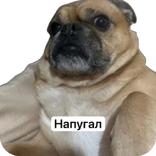 🫥 emoji Бучас отдыхает Telegram sticker 23 of 61