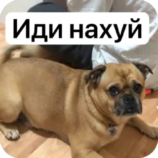 🫥 emoji Бучас отдыхает Telegram sticker 9 of 61
