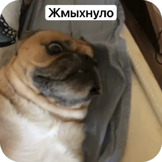 Sticker from Бучас отдыхает