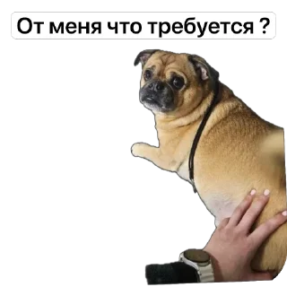 🫥 emoji Бучас отдыхает Telegram sticker 24 of 61