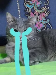 😭 emoji Крыса Telegram sticker 14 of 14