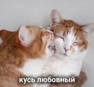 Котики sticker preview 4