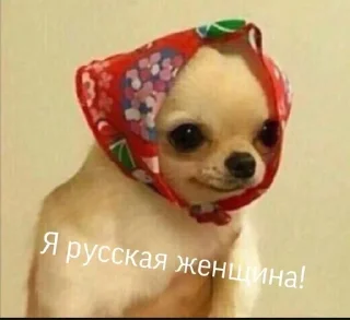 🇷🇺 emoji darcy chihuahua Telegram sticker 8 of 108