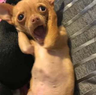 😨 emoji darcy chihuahua Telegram sticker 9 of 108